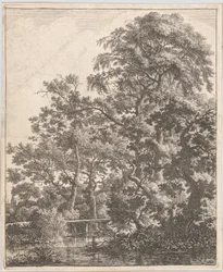 Floresta.