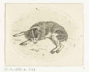 cachorro deitado