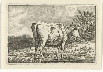 Vaca em pé numa poça
Vacas (título da série)