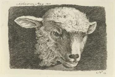 Cabeça de um cordeiro Estudos de vacas, ovelhas e cabras (título da série)