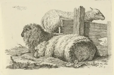 Ovelhas e carneiro de ovelha em linha recortada
Estudos de vacas, ovelhas e cabras (título da série)
