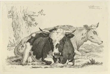 Duas vacas deitadas na frente de uma árvore Estudos de vacas, ovelhas e cabras (título da série)