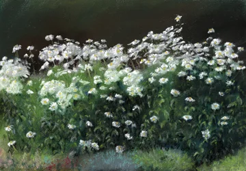 Margaridas de Shasta
