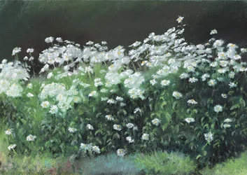 Margaridas de Shasta, 1992