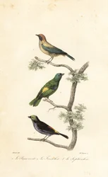 Tangará-amarelo, sanhaço-de-cabeça-verde e tanga-paraíso