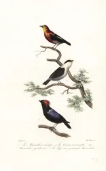 Espécies de Manakin.