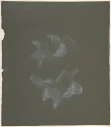Desenho Floral