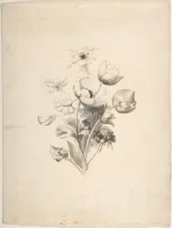 Desenho Floral