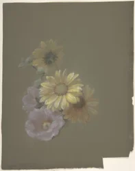 Margaridas Amarelas e Rosa Rosa Selvagem