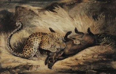 Leopard come um javali.