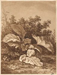 Um estudo de folhas, c. 1800.