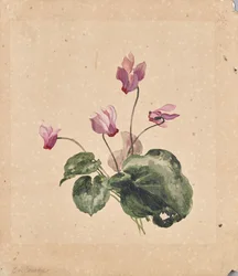 Ciclame