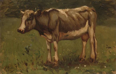 Vaca