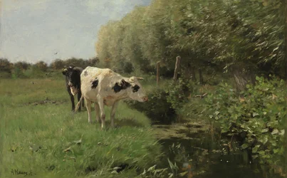 Vacas no pasto