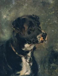Cabeça de um cão de açougueiro