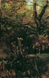 Clareira da floresta com cardos
