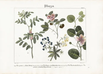 Plantas tintureiras e Caper Bush
