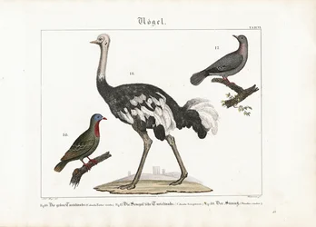 Pombo verde, pomba risonha e avestruz africana