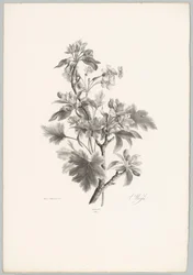 Flores no galho Estudos de Flores e Frutos (...) 10º episódio (título da série)
