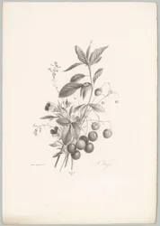 Flores, morangos e cerejas
Flor e Fruta Studien (...) 10ª prestação (título da série)