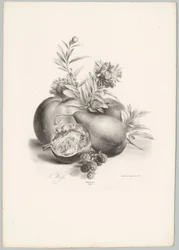 Flores, maçãs, peras, romãs e amoras silvestres
Estudos de Flores e Frutos (...) 10ª prestação (título da série)