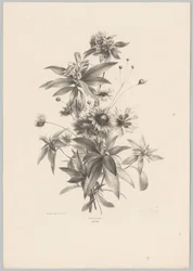 Flores diversas
Flor e Fruta Studien (...) 10ª edição (título da série)