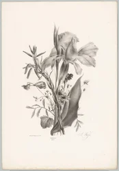 Várias flores Estudos de Flores e Frutos (...) 10º episódio (título da série)
