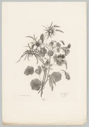 Flores diversas
Flor e Fruta Studien (...) 10ª edição (título da série)