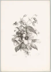 Flores diversas
Flor e Fruta Studien (...) 10ª edição (título da série)