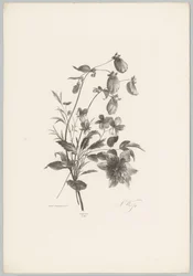 Flores diversas
Flor e Fruta Studien (...) 10ª edição (título da série)