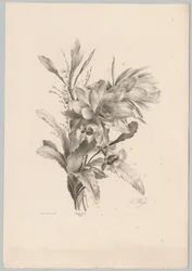 Flores diversas
Flor e Fruta Studien (...) 10ª edição (título da série)
