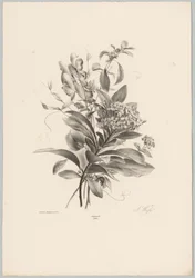 Hortênsias e outras flores
Flor e Fruta Studien (...) 10ª edição (título da série)