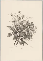 Lírios
Flor e Fruta Studien (...) 10ª prestação (título da série)