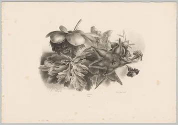 Flores e folhas da paixão Estudos de Flores e Frutos (...) 10º episódio (título da série)