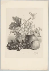 Uvas vermelhas e brancas e maçãs
Flor e Fruta Studien (...) 10ª edição (título da série)