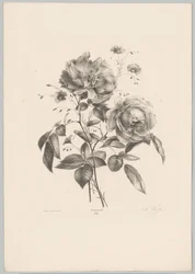 Rosa e flor de cravo
Flor e Fruta Studien (...) 10ª prestação (título da série)