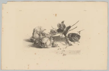 rosas Estudos de Flores e Frutos (...) 3º episódio (título da série)