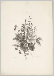 Rosas, cravos e fúcsia Estudos de Flores e Frutos (...) 10º episódio (título da série)