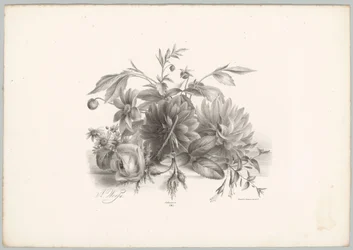Rosas, dahlias e fúcsia
Flor e Fruta Studien (...) 10ª prestação (título da série)