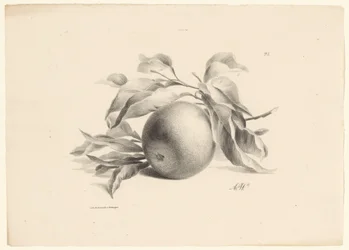 Laranja Frutas (título da série)