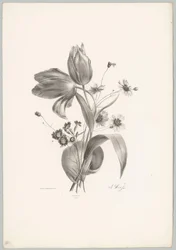 Tulipas e margaridas
Flor e Fruta Studien (...) 10ª prestação (título da série)