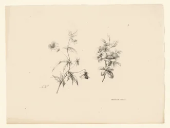 duas flores Flores e frutas (título da série)