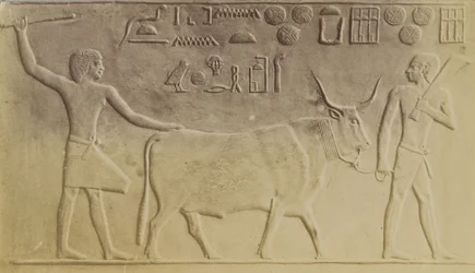 Touro Sagrado em Saqqara