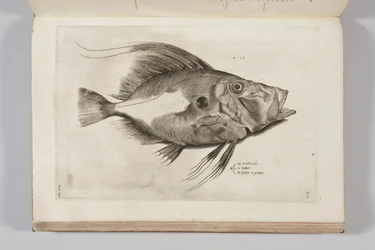 Ilustração da "História dos animais de Aquatilium, o primeiro livro" de Ippolito Saluiani, 1554