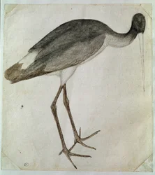 Uma cegonha preta de pé, virada para a direita. Desenho de Antonio di Puccio Pisano dit Pisanello (antes de 1395-1455). Tinta castanha, lavagem castanha, lavagem cinzenta, pedra preta, pena. Dim: 20,8x18,7cm. Louvre, Cabinet des dessins