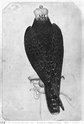 Hawk na mão, visto de trás, do The Vallardi Album (caneta e tinta no papel)