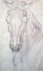 Cabeça de cavalo