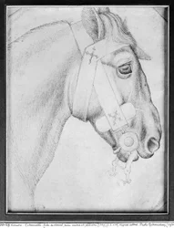 Cabeça de cavalo, do The Vallardi Album (caneta e tinta no papel) (foto bw)