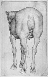 Cavalo, do álbum The Vallardi