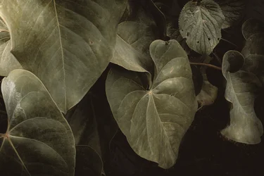 Anthurium Andraeanum, XVI e, Petrópolis, Rio de Janeiro, Brazil, 2025 (photograph)